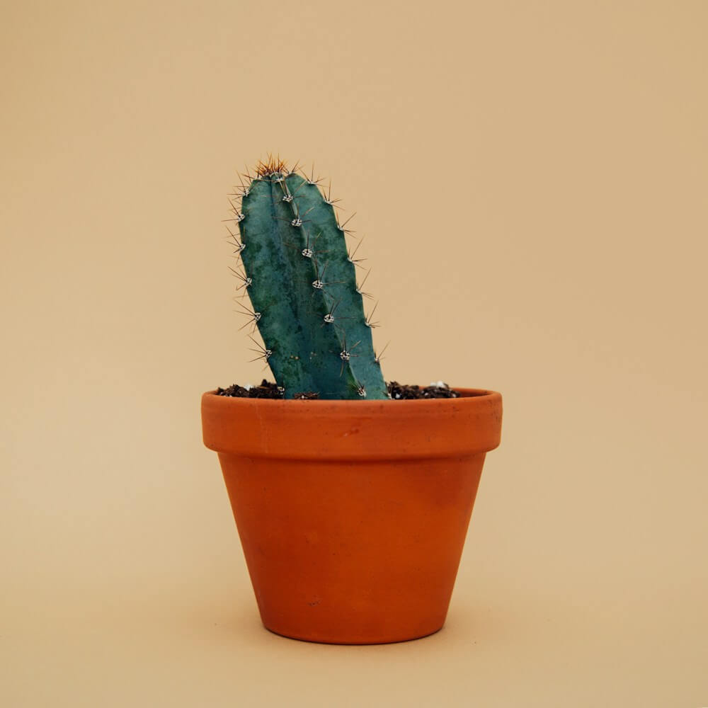 Ceramic Planter Set - Nordic Minimalist Design